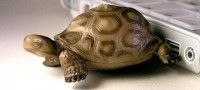 Pendrive Original tortuga